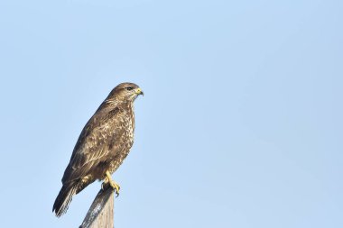 Kaba bacaklı Şahin (Buteo lagopus) yiyecek için kutup, oturma.