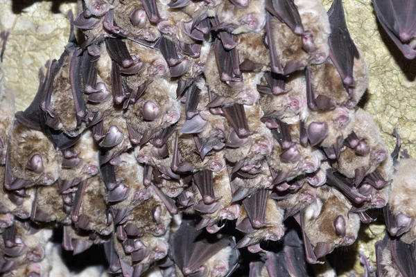 Greater horseshoe bat( Rhinolophus ferrumequinum) — Stock Photo, Image