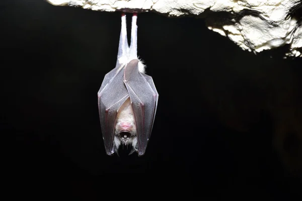 Mayor murciélago herradura (Rhinolophus ferrumequinum ) —  Fotos de Stock