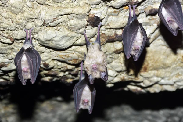 Group of Greater horseshoe bat (Rhinolophus ferrumequinum) — Stock Photo, Image
