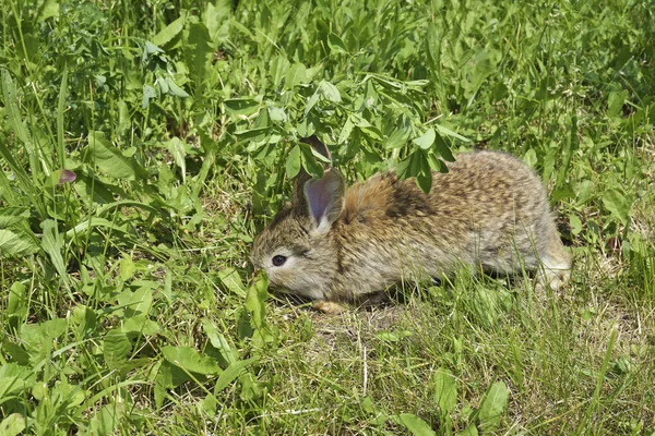 작은 토끼는 목장에는 — 스톡 사진