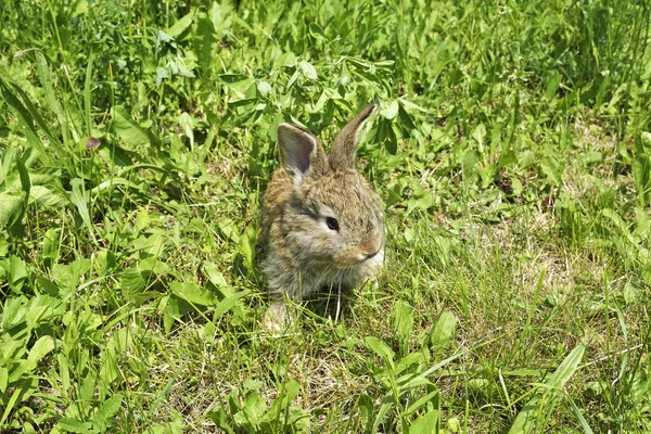작은 토끼는 목장에는 — 스톡 사진