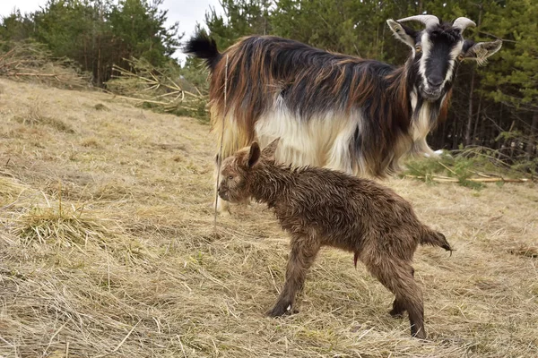 Cabra con niño en la naturaleza — Foto de Stock