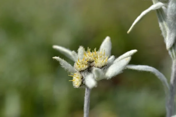 에 델 바이스 꽃 (Leontopodium alpinum) — 스톡 사진