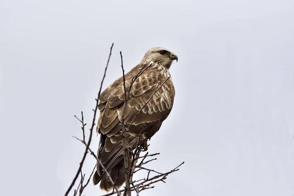 Buizerd (Buteo buteo) op een boom. — Stockfoto