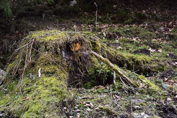 Viejo tocón de árbol podrido cubierto de musgo verde —  Fotos de Stock