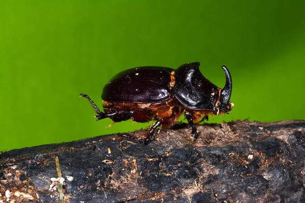 Rhinoceros Beetle (Oryctes nasicornis) — Stock Photo, Image