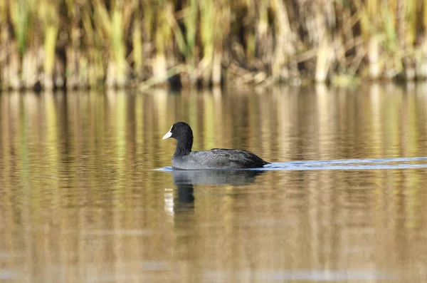 Coot euroasiático (Fulica atra) —  Fotos de Stock