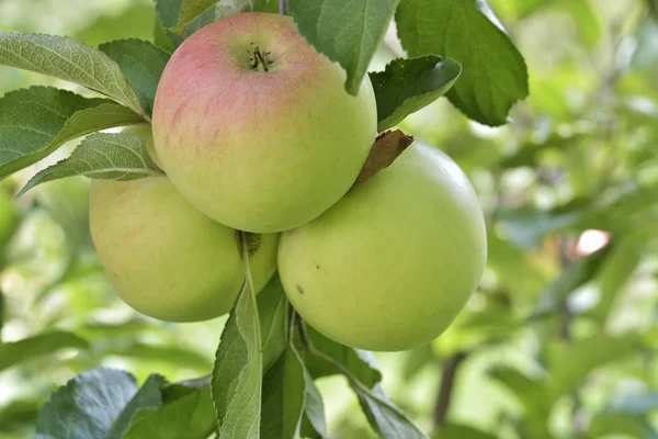 Maçãs no ramo de árvore de maçã — Fotografia de Stock