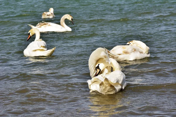 Hermoso cisne mudo (Cygnus olor) / cisne mudo (Cygnus olor ) — Foto de Stock