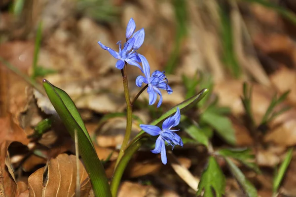 Squill, Scilla bifolia (flor de primavera ) — Foto de Stock