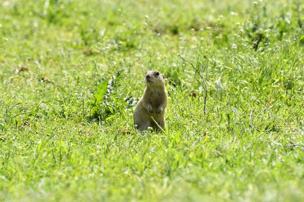 Esquilo chão bonito europeu no campo (Spermophilus citellus) esquilo chão bonito europeu no campo (Spermophilus citellus ) — Fotografia de Stock