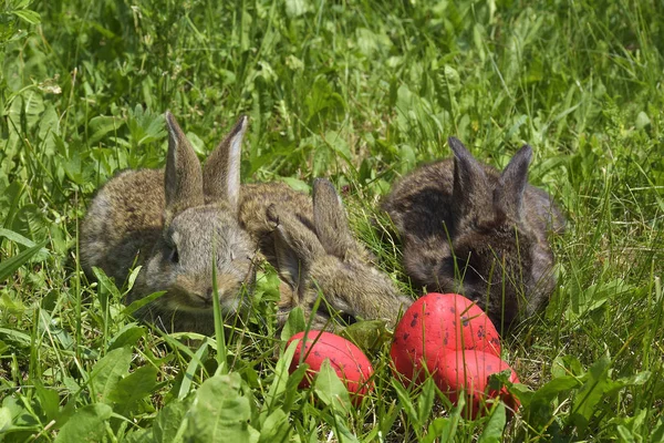 Pequenos coelhos em um pasto e ovos vermelhos — Fotografia de Stock