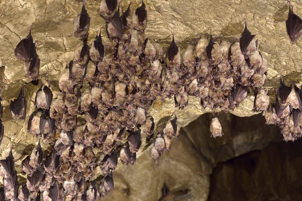 Grup büyük nalburunlu yarasa (Rhinolophus ferrumequinum) — Stok fotoğraf