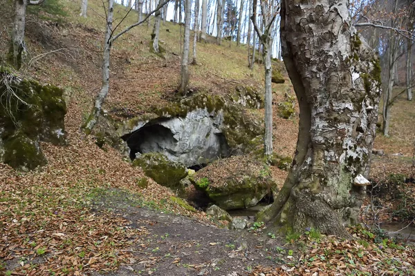 Herbst im Wald — Stockfoto