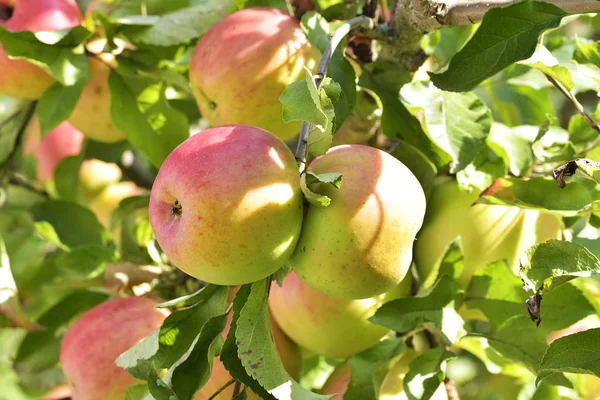 Μήλα σε κλαδί μηλιάς — Φωτογραφία Αρχείου