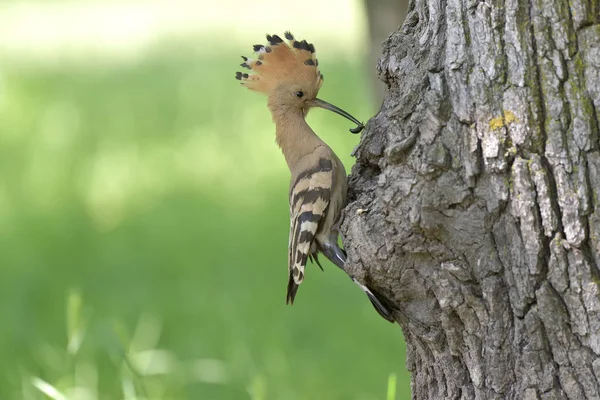 クレストと素敵な鳥Hoopoe (上のエップス)) — ストック写真