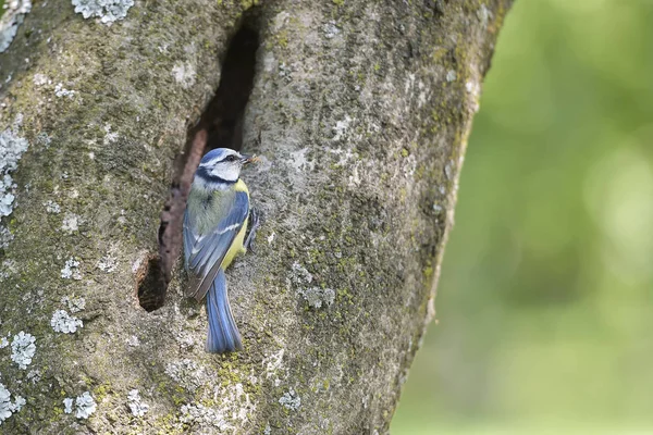 Tit azul no ramo na primavera (parus caeruleus ) — Fotografia de Stock
