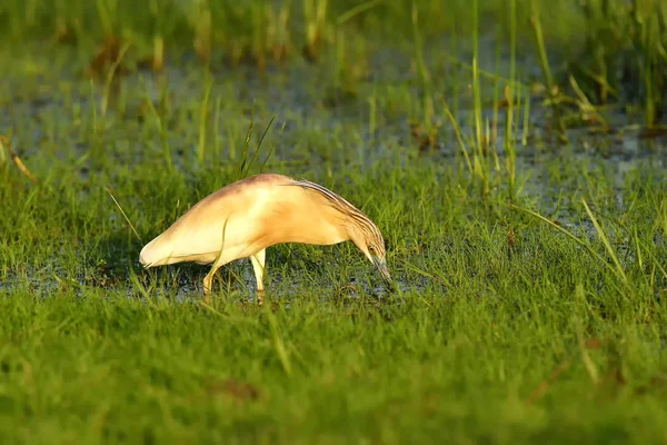 Squacco Heron dekat Reed di Delta Danube — Stok Foto