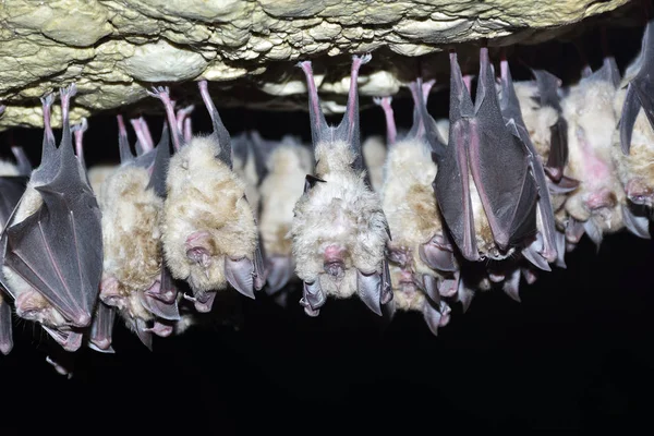 Gruppe der Großen Hufeisennase (rhinolophus ferrumequinum)) Stockbild