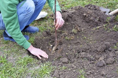 Adam bir ağaç bitkiler