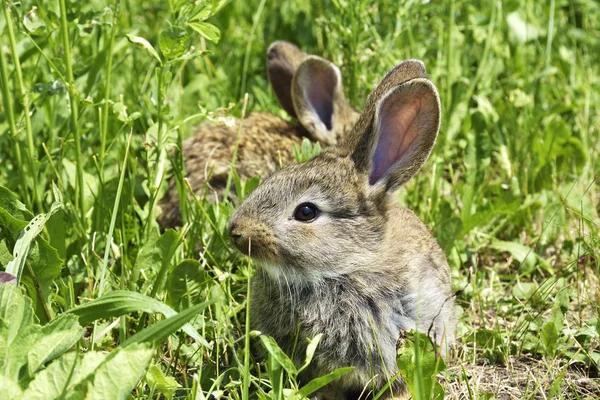 Kis nyúl van egy legelőn — Stock Fotó