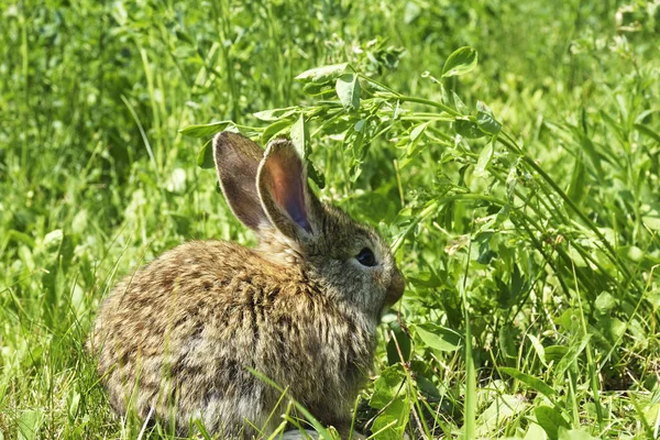 Pequeno coelho está em um pasto — Fotografia de Stock