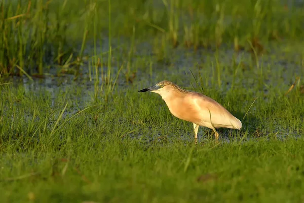 Squacco Heron dekat Reed di Delta Danube — Stok Foto