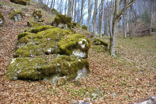 Lumut menutupi pada batu — Stok Foto