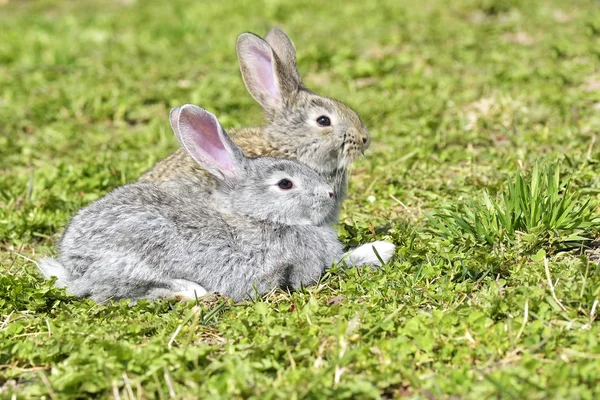 Kleine Hasen sitzen im Frühling im Freien — Stockfoto