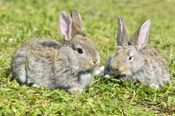 Pequenos coelhos sentados ao ar livre na primavera — Fotografia de Stock