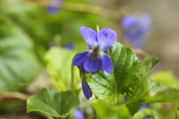 Violeta doce - Viola odorata — Fotografia de Stock