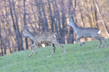 Orman (Cervidae güzel genç geyik)