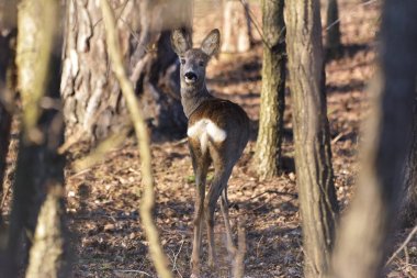 Orman (Cervidae güzel genç geyik)