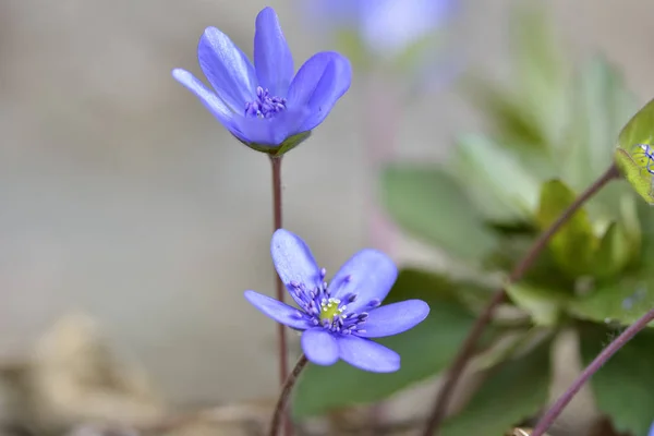 Liverleaf (Anemone transsilvanica). Cedo primavera azul folha de fígado de flores silvestres ou hepáticas, Hepatica nobilis. Uma delicada e frágil flor da floresta selvagem. Símbolo de fragilidade imagem de foco suave — Fotografia de Stock