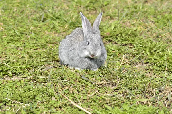 Pequenos coelhos sentados ao ar livre na primavera — Fotografia de Stock