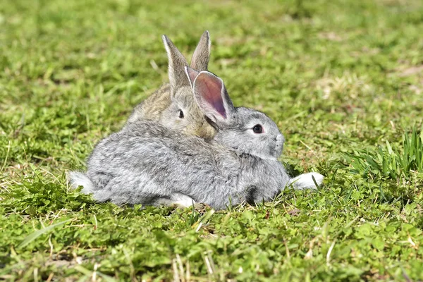 Pequenos coelhos sentados ao ar livre na primavera — Fotografia de Stock