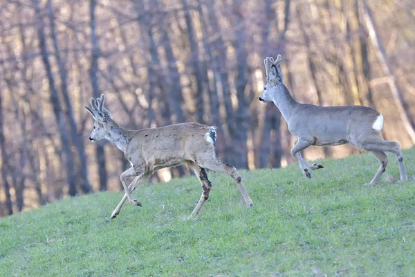 Krásný mladý jelen v lese (Cervidae) — Stock fotografie