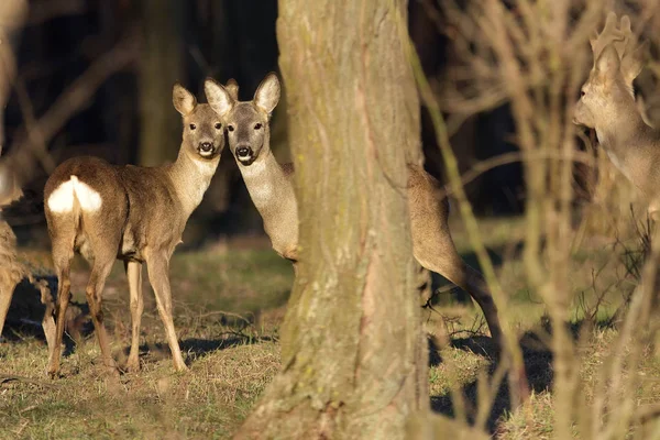 Piękne młode jelenie w lesie (Cervidae) — Zdjęcie stockowe