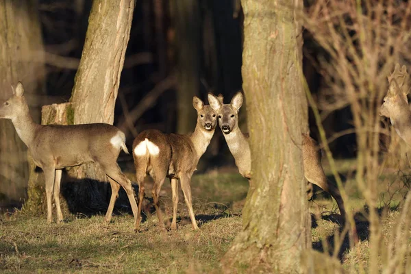 Indah rusa muda di hutan (Cervidae ) — Stok Foto