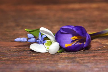ahşap üzerine bahar çiçekleri (kardelen, crocuse, squill)