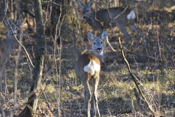 Krásný mladý jelen v lese (Cervidae) — Stock fotografie