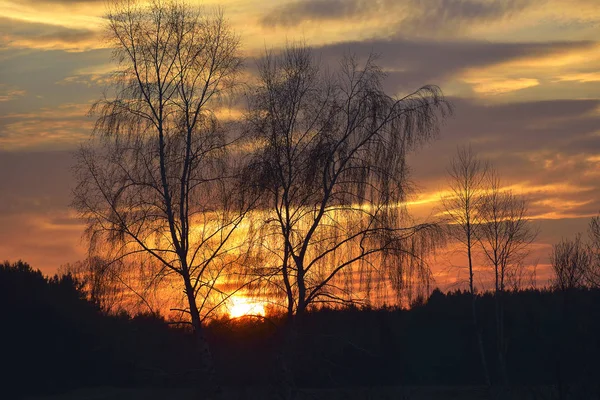 Akşamları çok güzel ağaçlar siluet