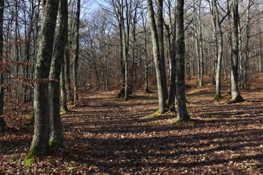 Ormanda güneşli ve uzun gölgeli güzel bir sabah manzarası.