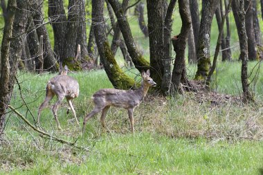  bir küçük gri chinchilla açık havada