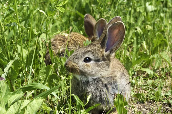 küçük bir tavşan bir mera üzerinde değil