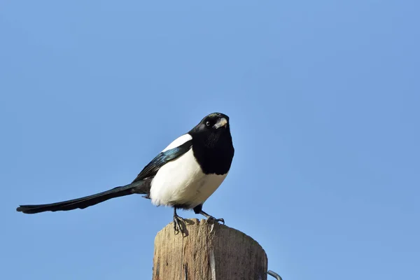 Avrasya Magpie (pika pika) bir çit sonrası üzerinde tünemiş — Stok fotoğraf