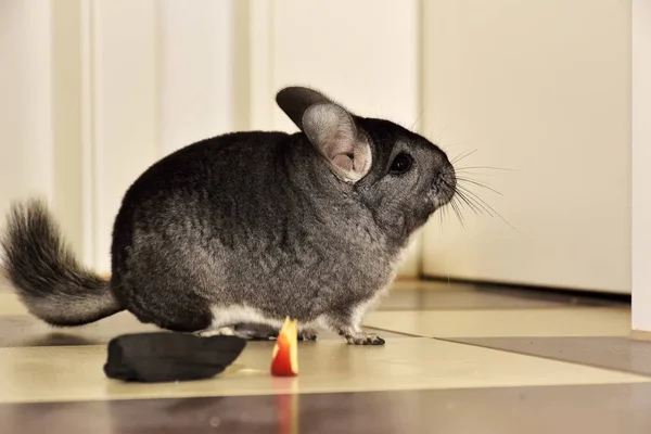 Kleine grijze chinchilla in huis — Stockfoto