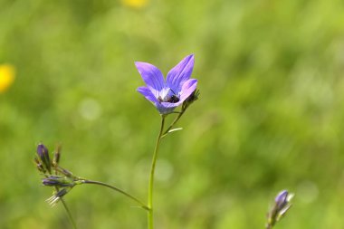 arka plan ve arı ile yeşil çim alan sığ derinliği güzel çan çiçeği patula bulanık