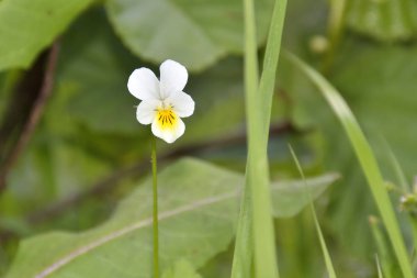 alan Hercai Menekşe - viola arvensis